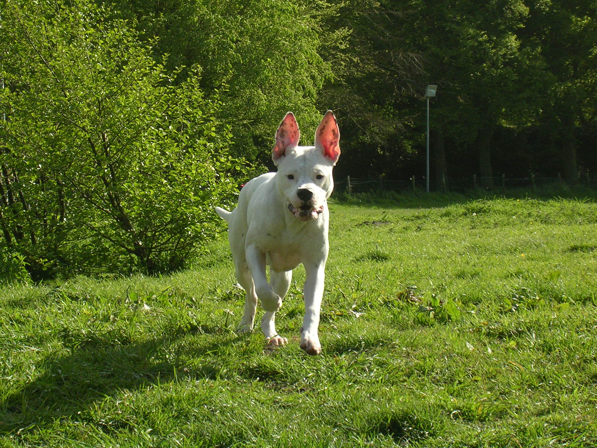 playing and running