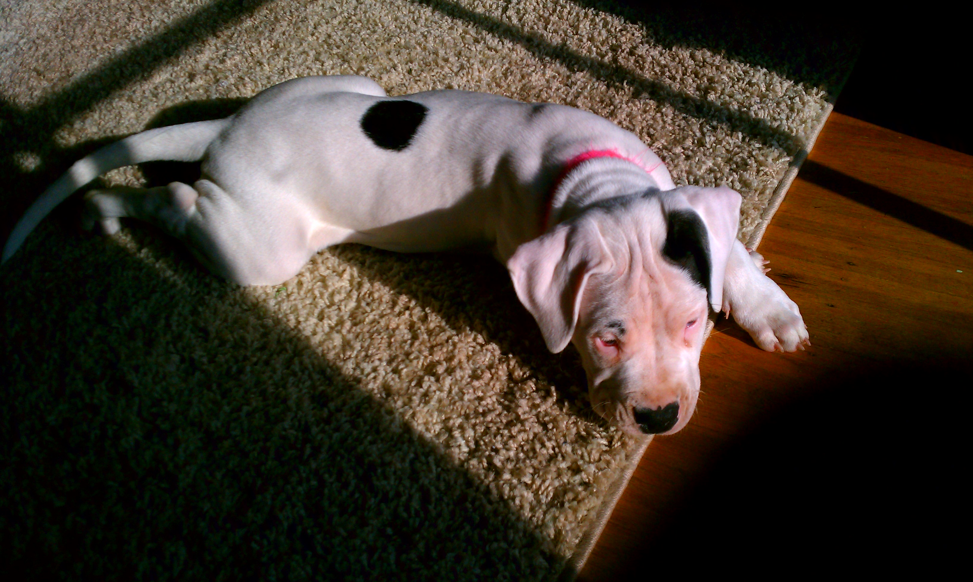 Our special Dogo born with a spot on her back... very rare! Trying to find other Dogos with same trait. She is 100% full bred. Mother Sophie is a two time championship show dog.