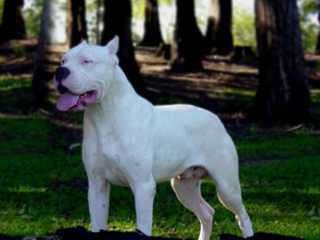 Dogo in the Park!