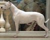 CAC show, Russia
My dogo female became BIG - 1 !