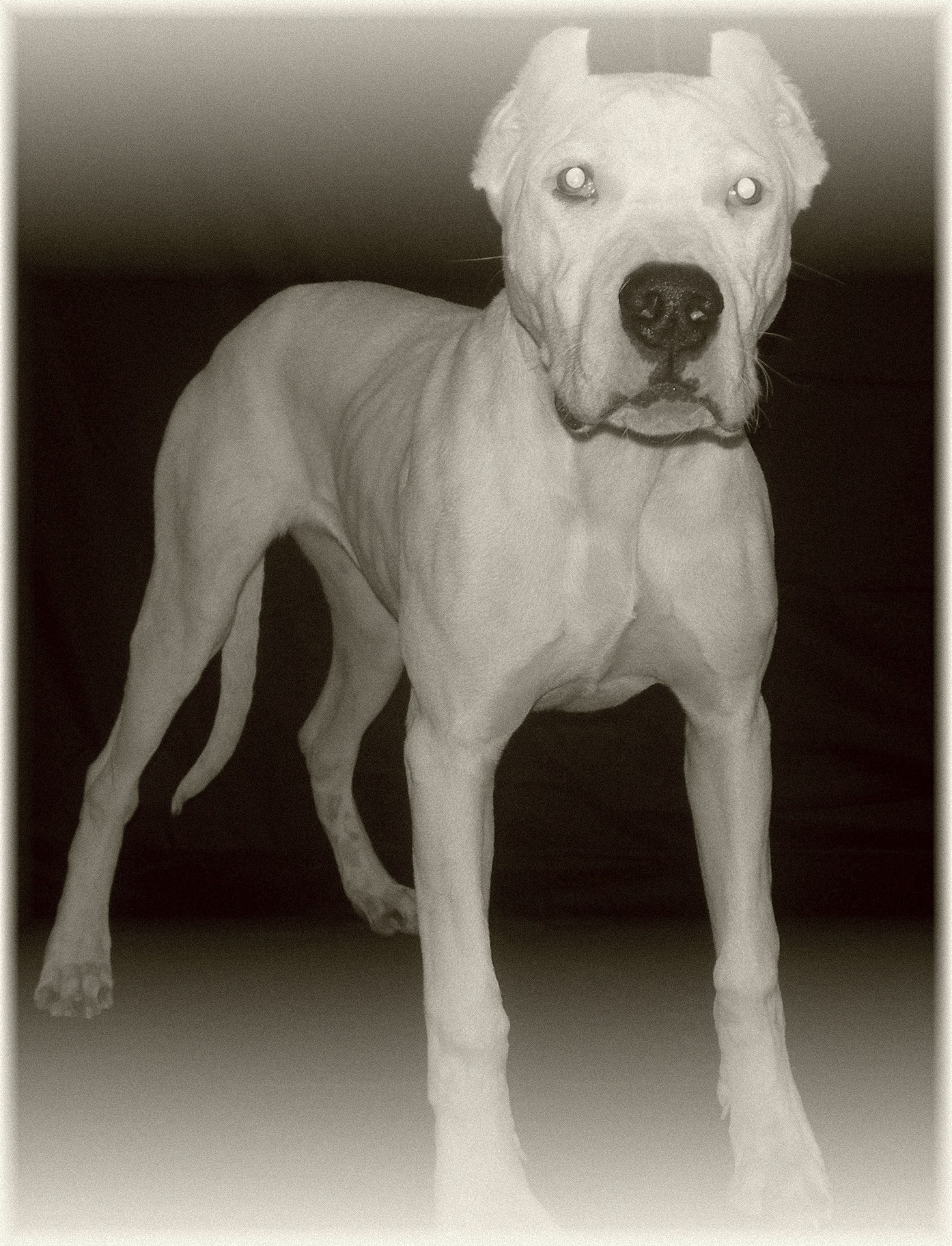 Daughter of Terror de Angel o Demonio and Fairtex Paloma. Thick Bone and Balance in this litte fire ball!