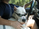 Riding shotgun with daddy