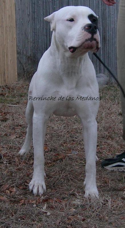 He is 19 months in this photo, and maturing steadily.  I love so much about this Dogo.  This is what a dogo should look like.