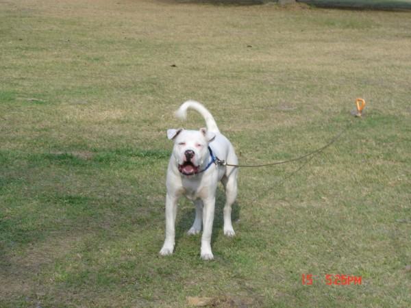 can you tell by his pic if he is dogo i got him at 6 weeks of age i was told he was pit bull but he looks alot like your dogo's