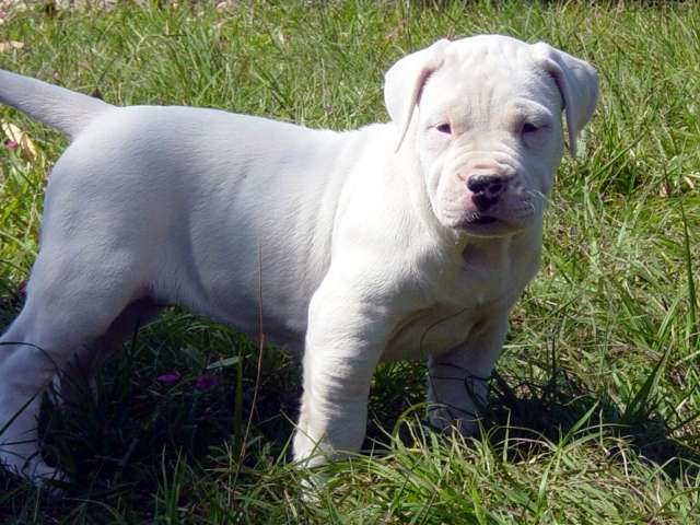 Dogo Puppy!