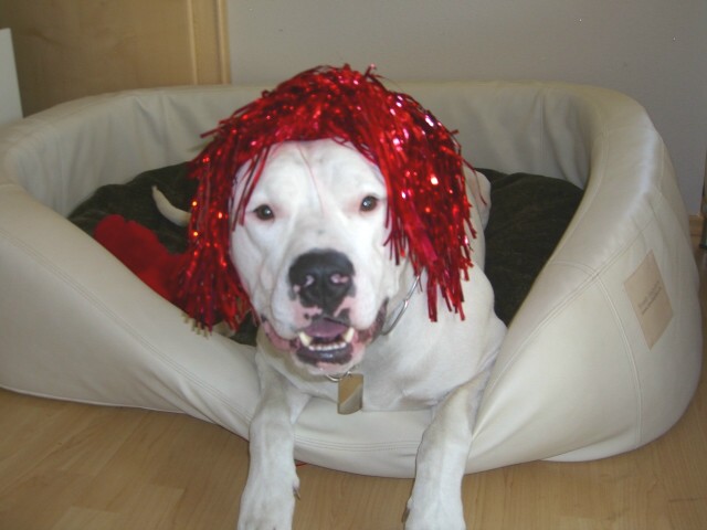 Diego comes from kennel Knausserwald an he was born on 21. April 2004.
He is the love of my life.