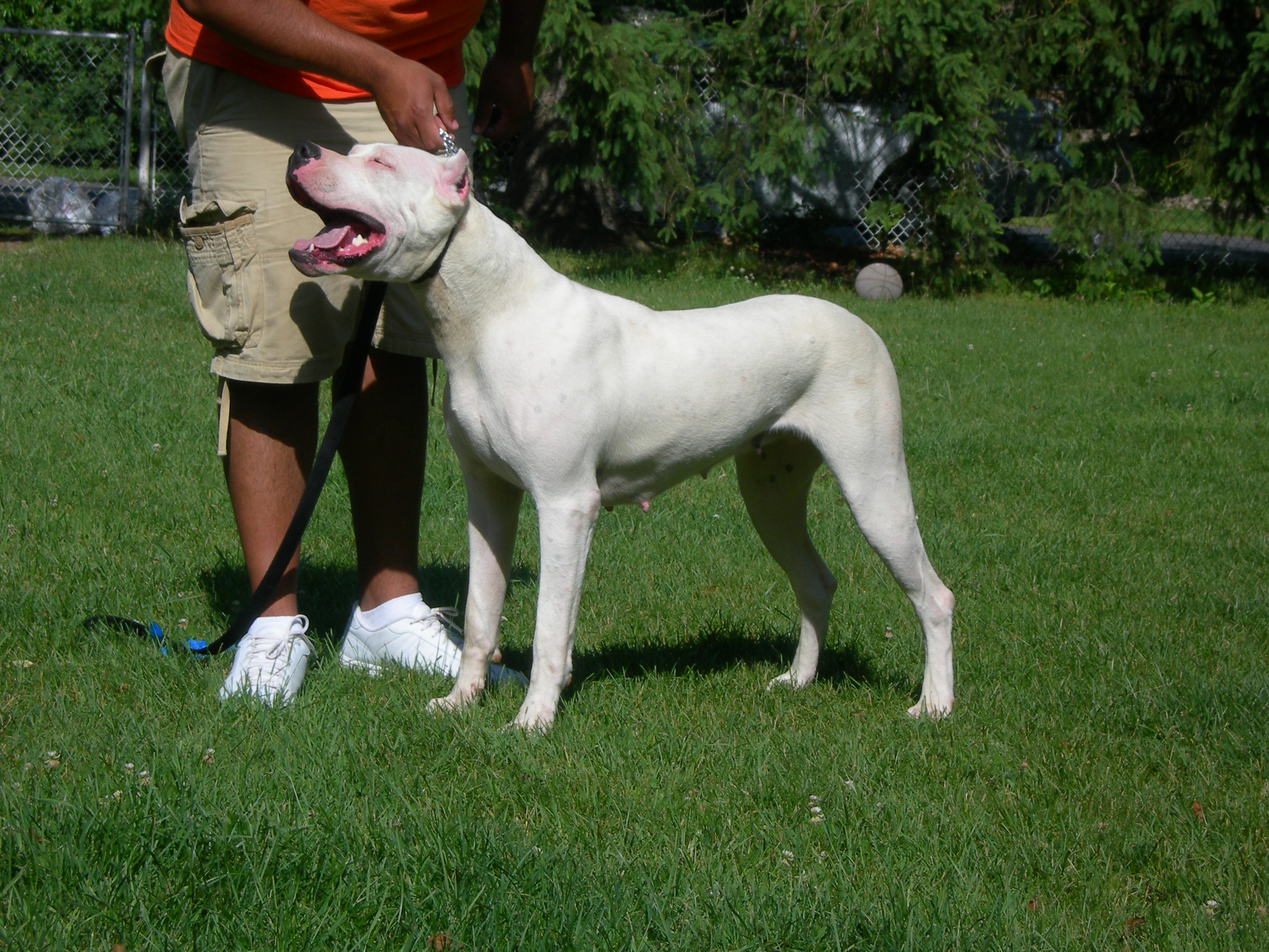 She is built like a male.  One year old and 110lbs.  Dogo Argentino at its finest. 