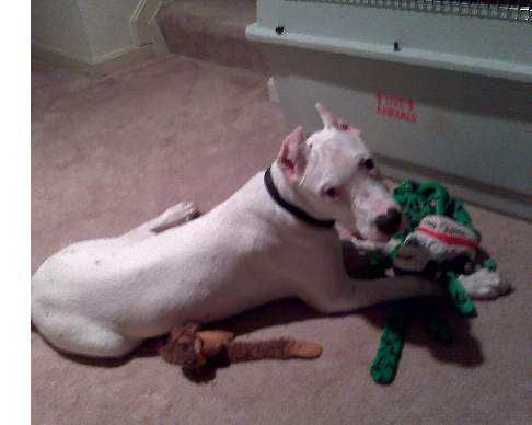 5 month old dogo puppy playing with his toys