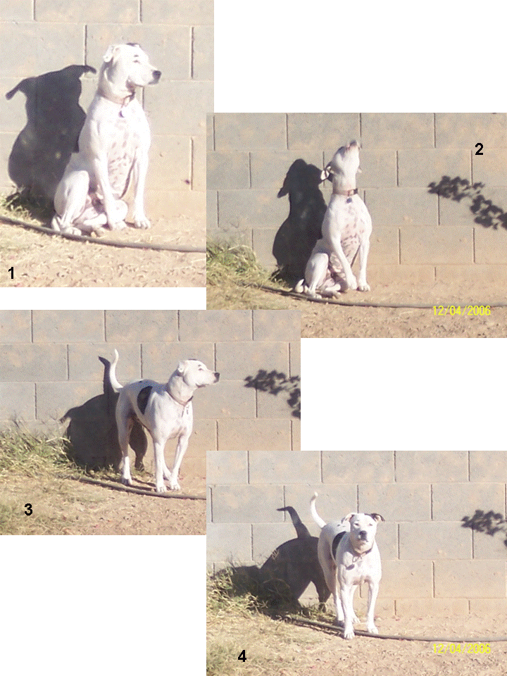 White with black spots, all muscle and happy-dogginess!  We got her at the shelter; she was a second-chance dog; she had been returned before. they list her as dalmation mix but she reminds me so much of these!