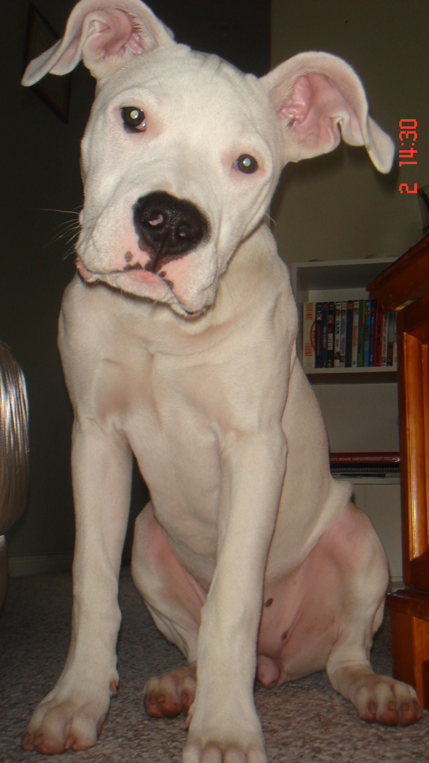 Dahlia is the best dog I have ever had in my family. She is loving, loyal, smart, energetic and beautiful. We love her very much!!!